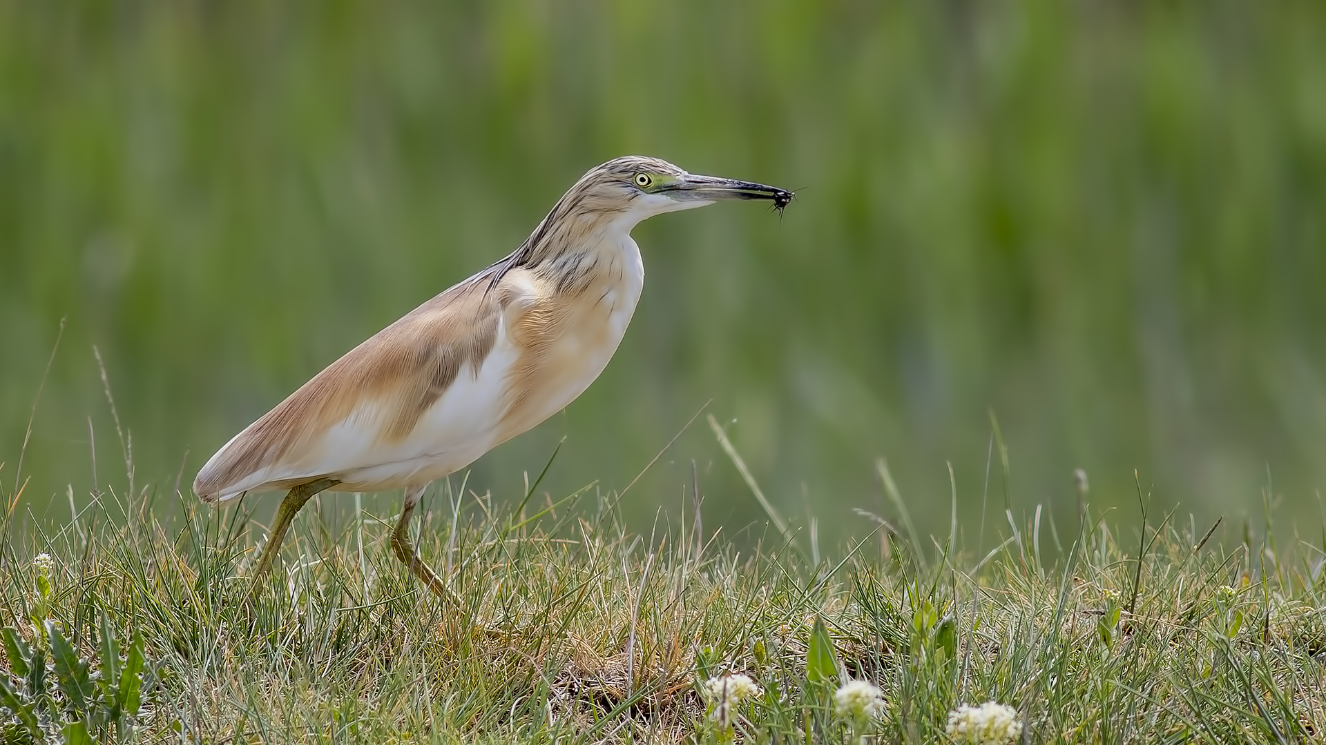 Squacco Heron