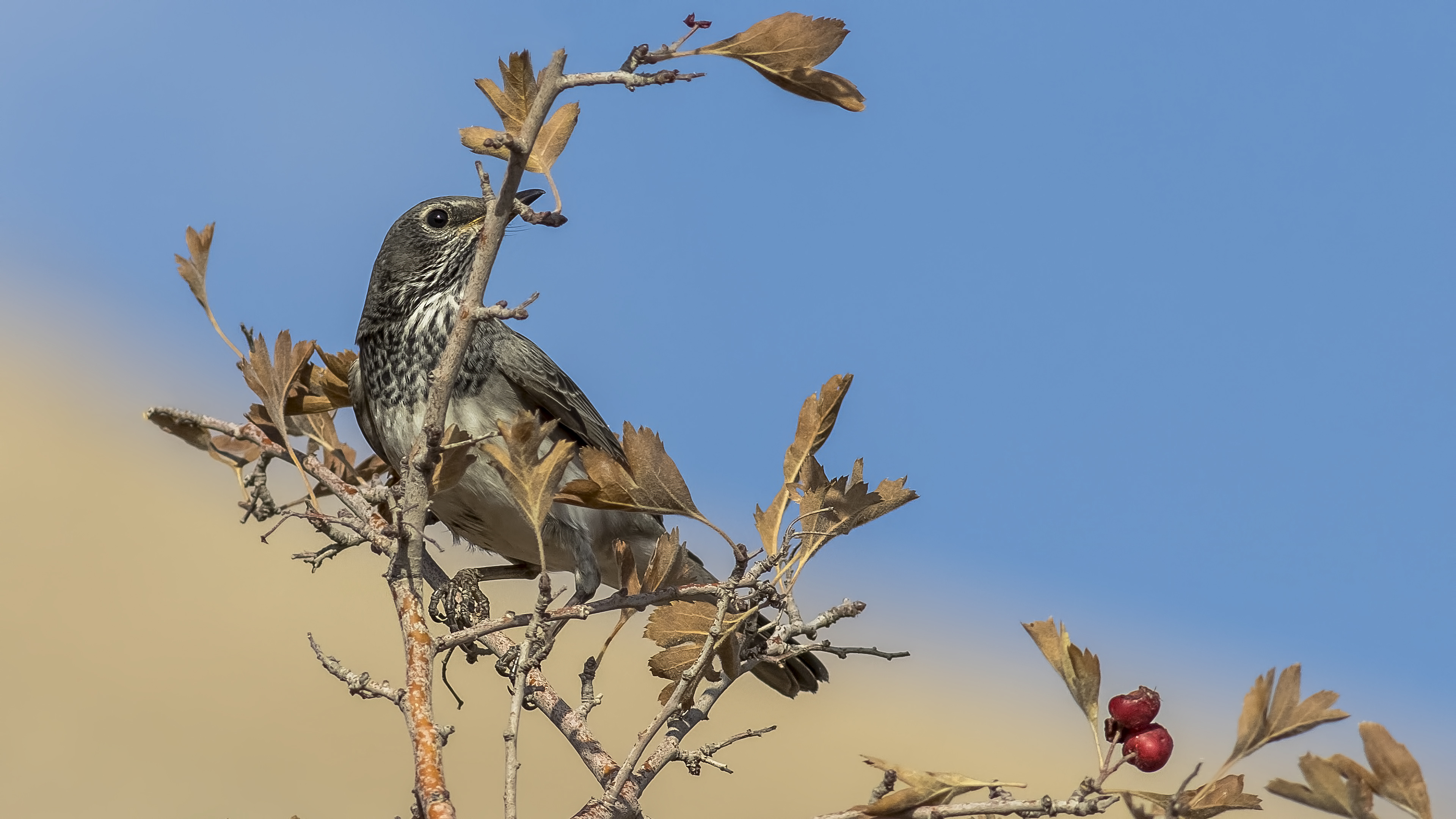Black-throated Thrush