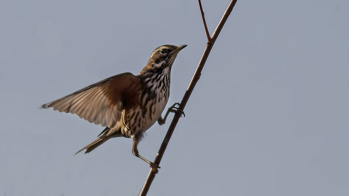 Redwing