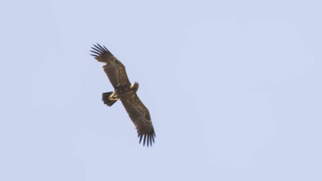 Lesser Spotted Eagle — Ana fotoğraf