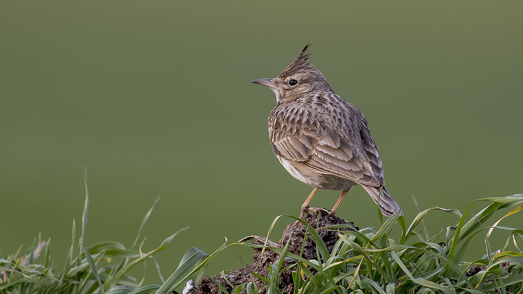 Crested Lark