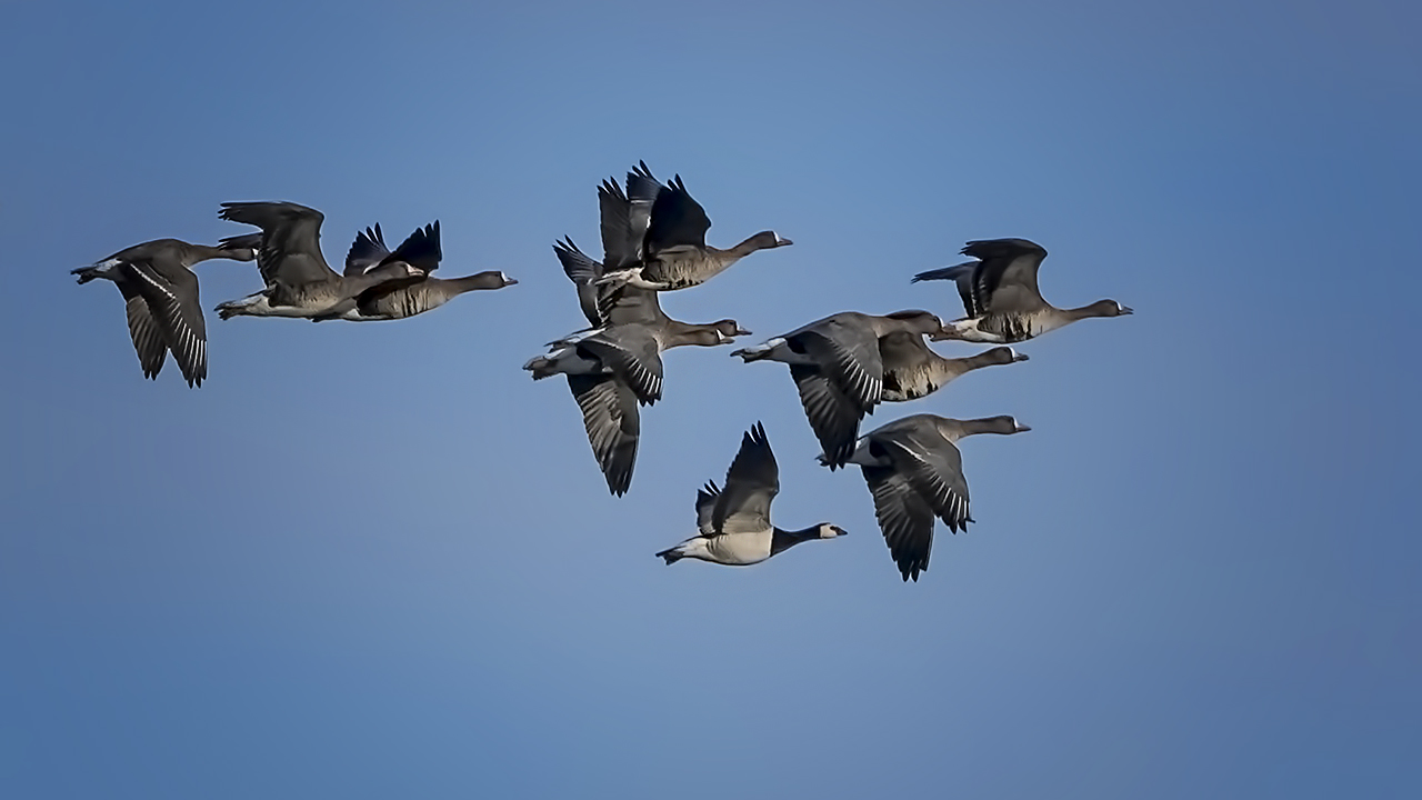 Barnacle Goose