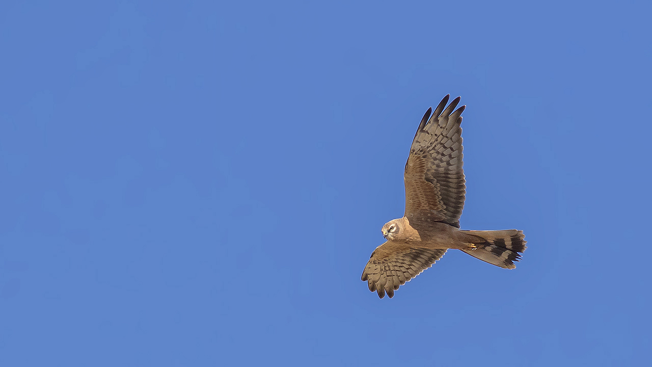 Montagu's Harrier