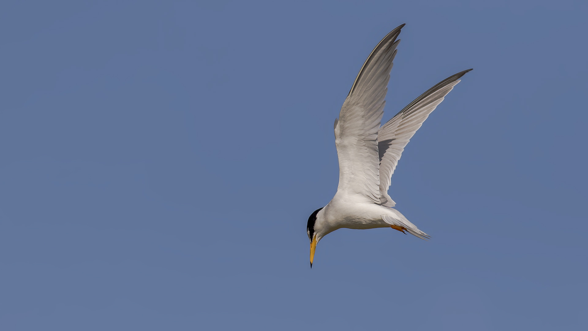 Little Tern