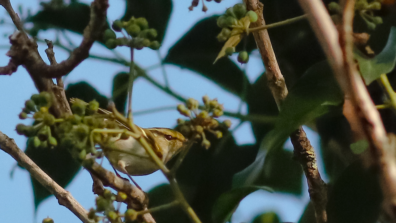Pallas's Leaf Warbler