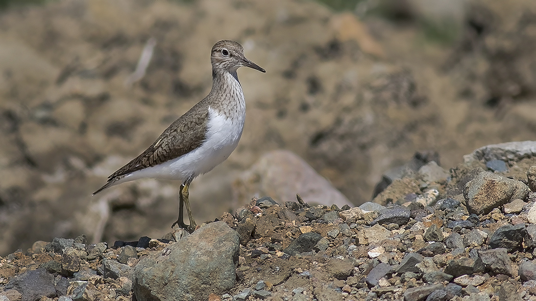 Common Sandpiper