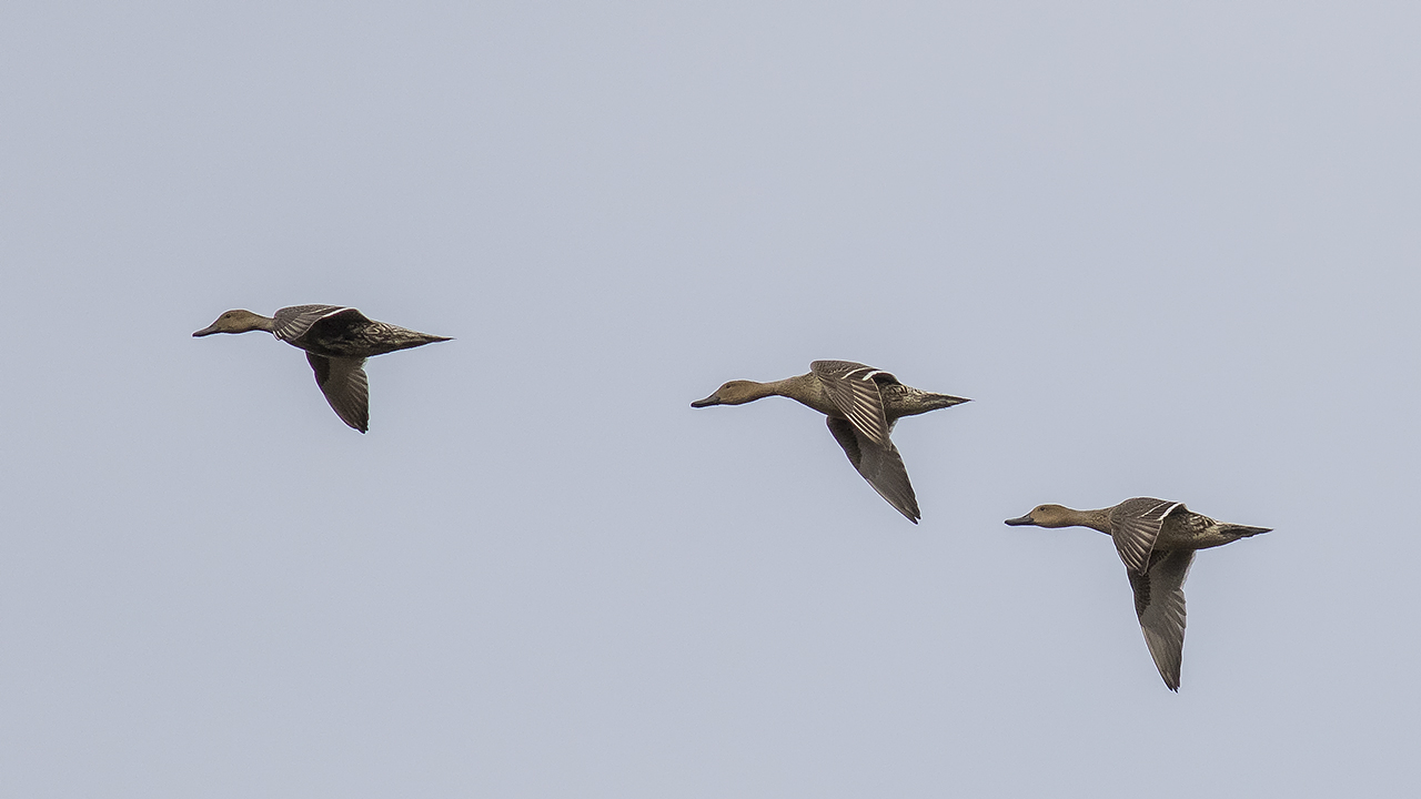 Gadwall