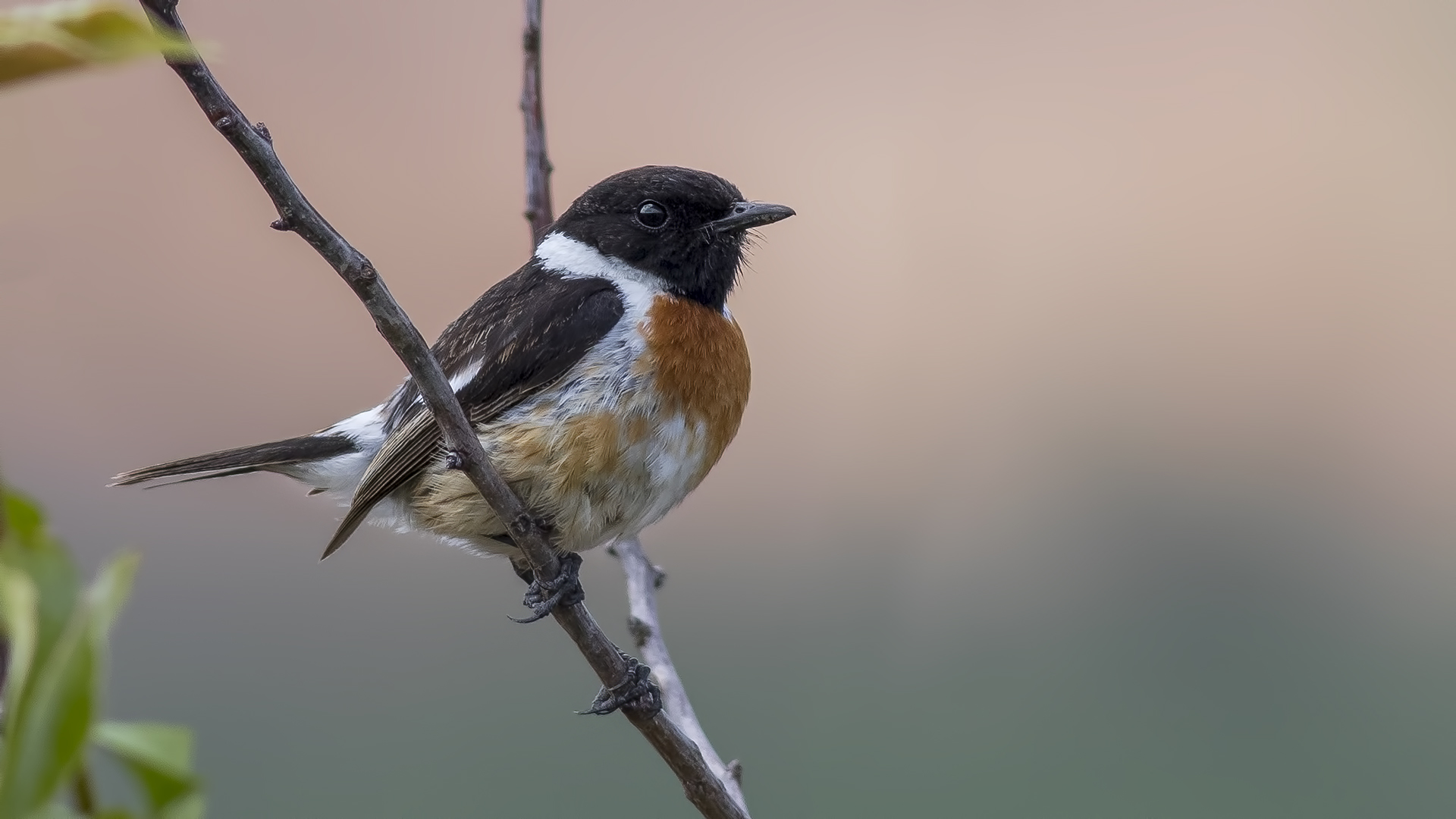 European Stonechat