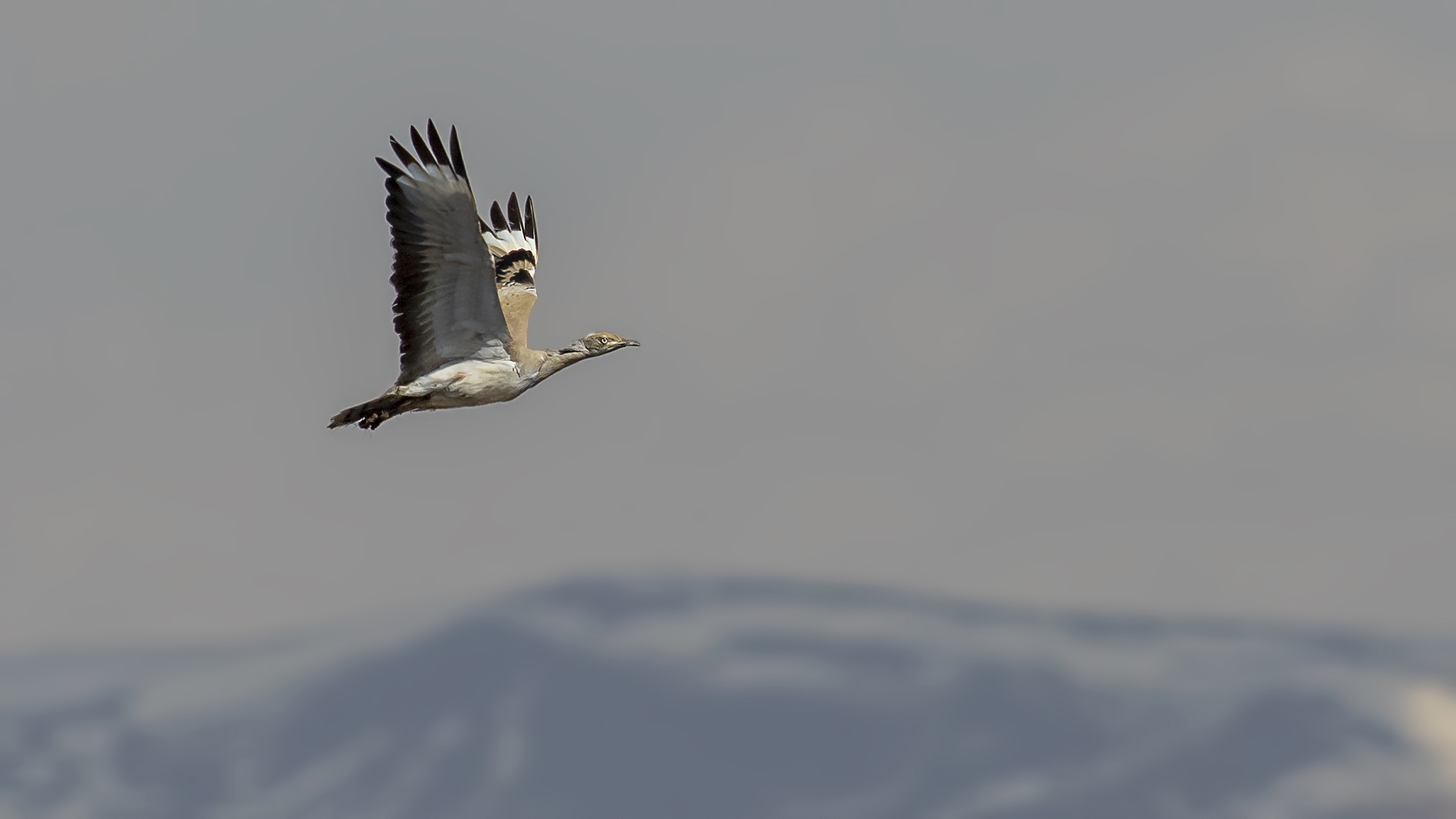 Macqueen's Bustard