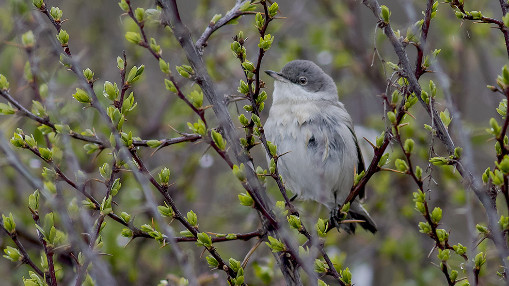 Greater Whitethroat