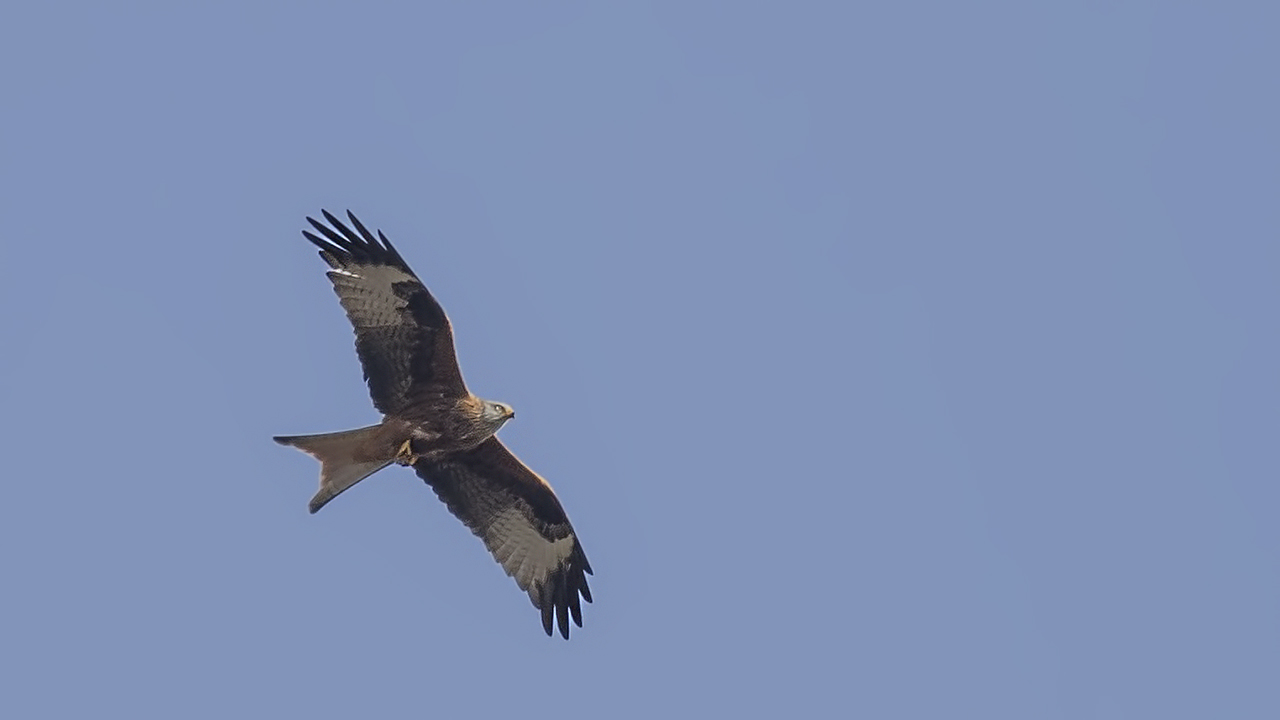 Red Kite
