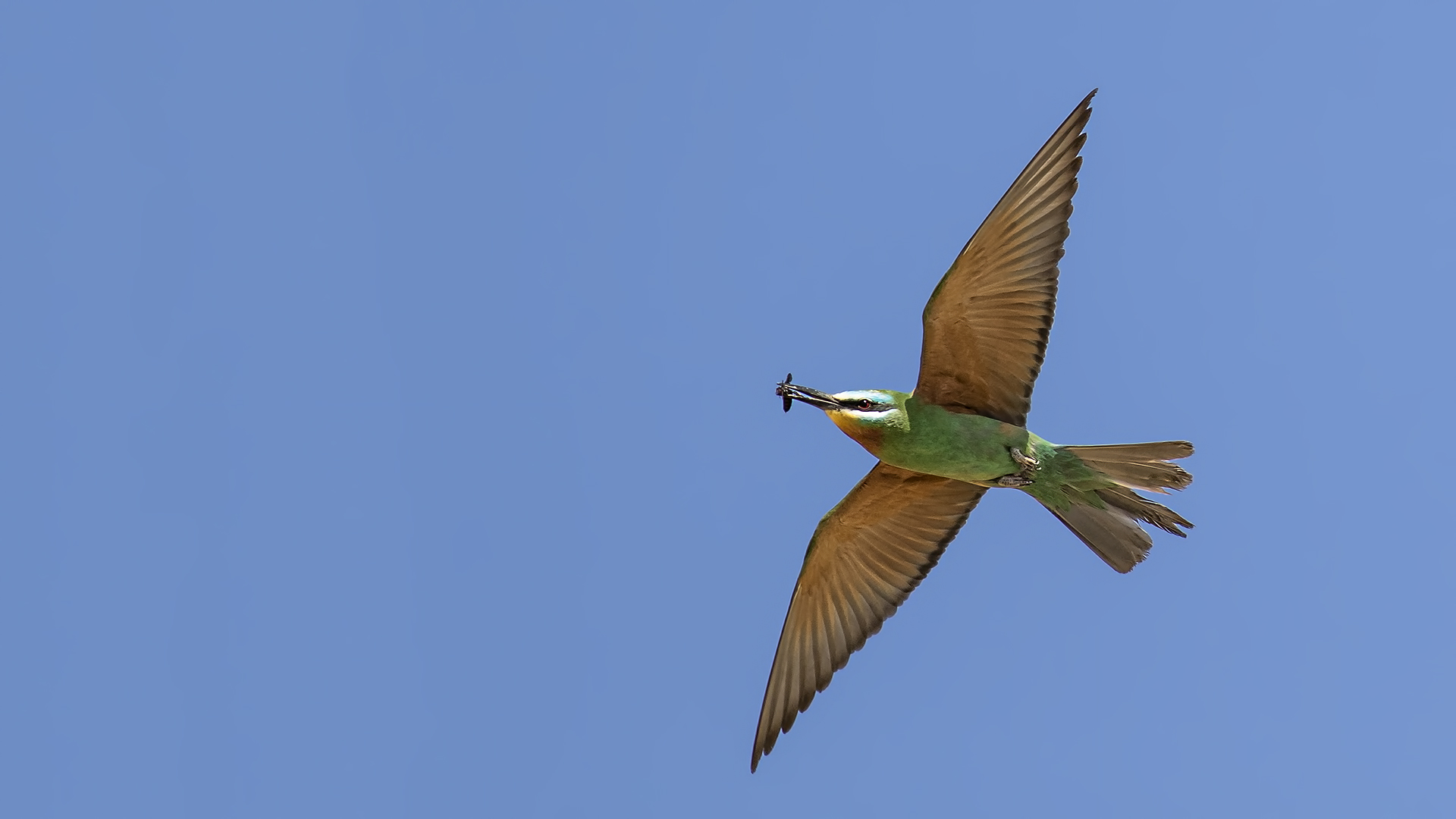 Blue-cheeked Bee-eater