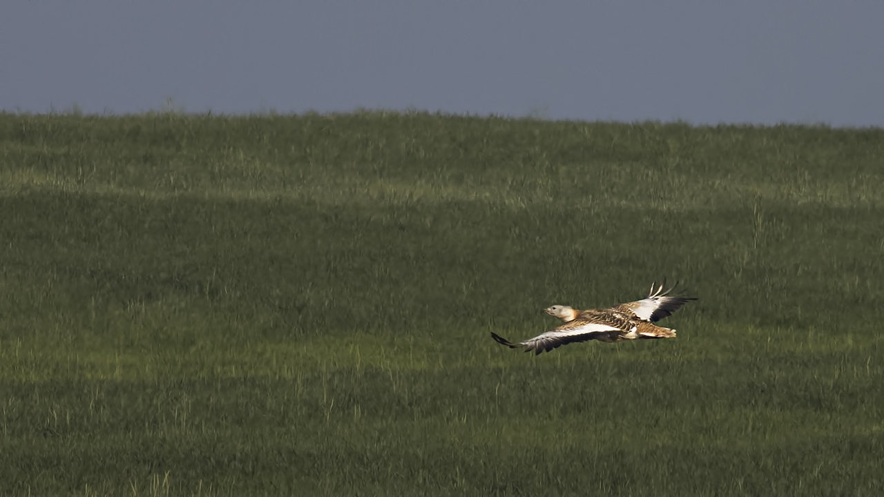Great Bustard