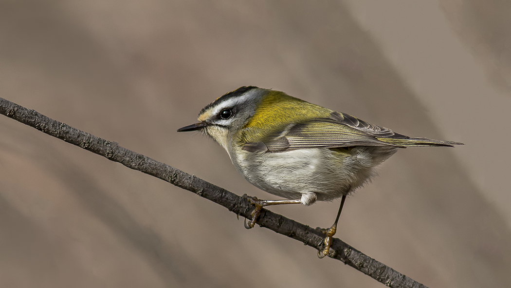 Common Firecrest