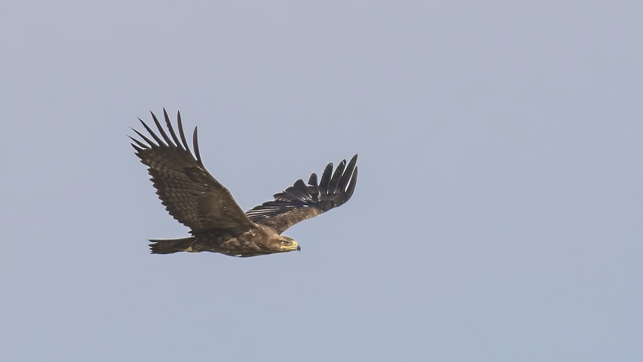 Steppe Eagle