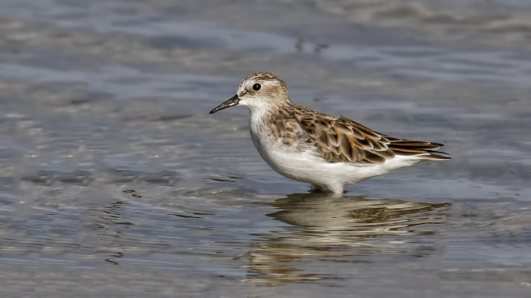 Little Stint — Ana fotoğraf