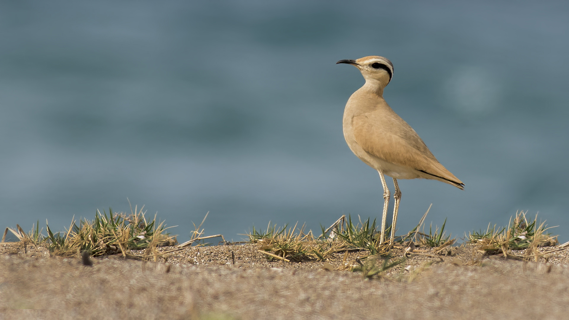 Cream-colored Courser
