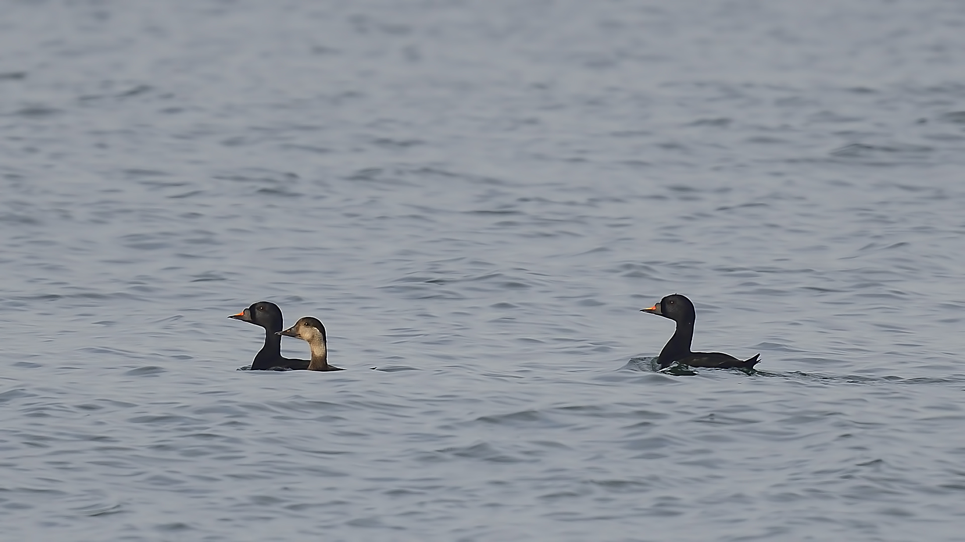 Common Scoter — Ana fotoğraf