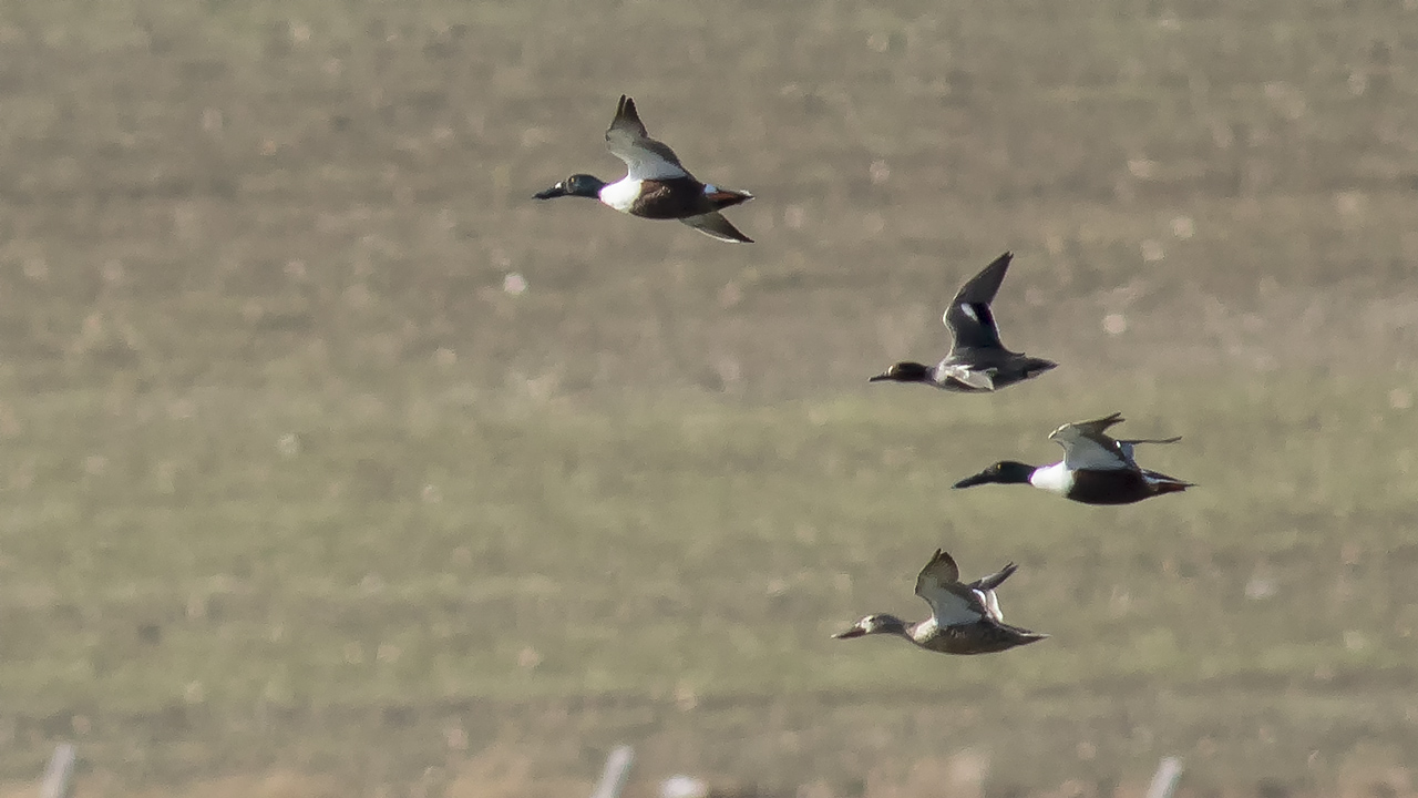 Northern Shoveler