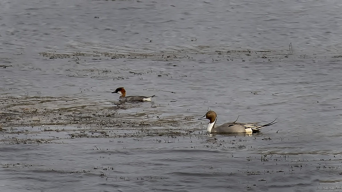 Northern Pintail