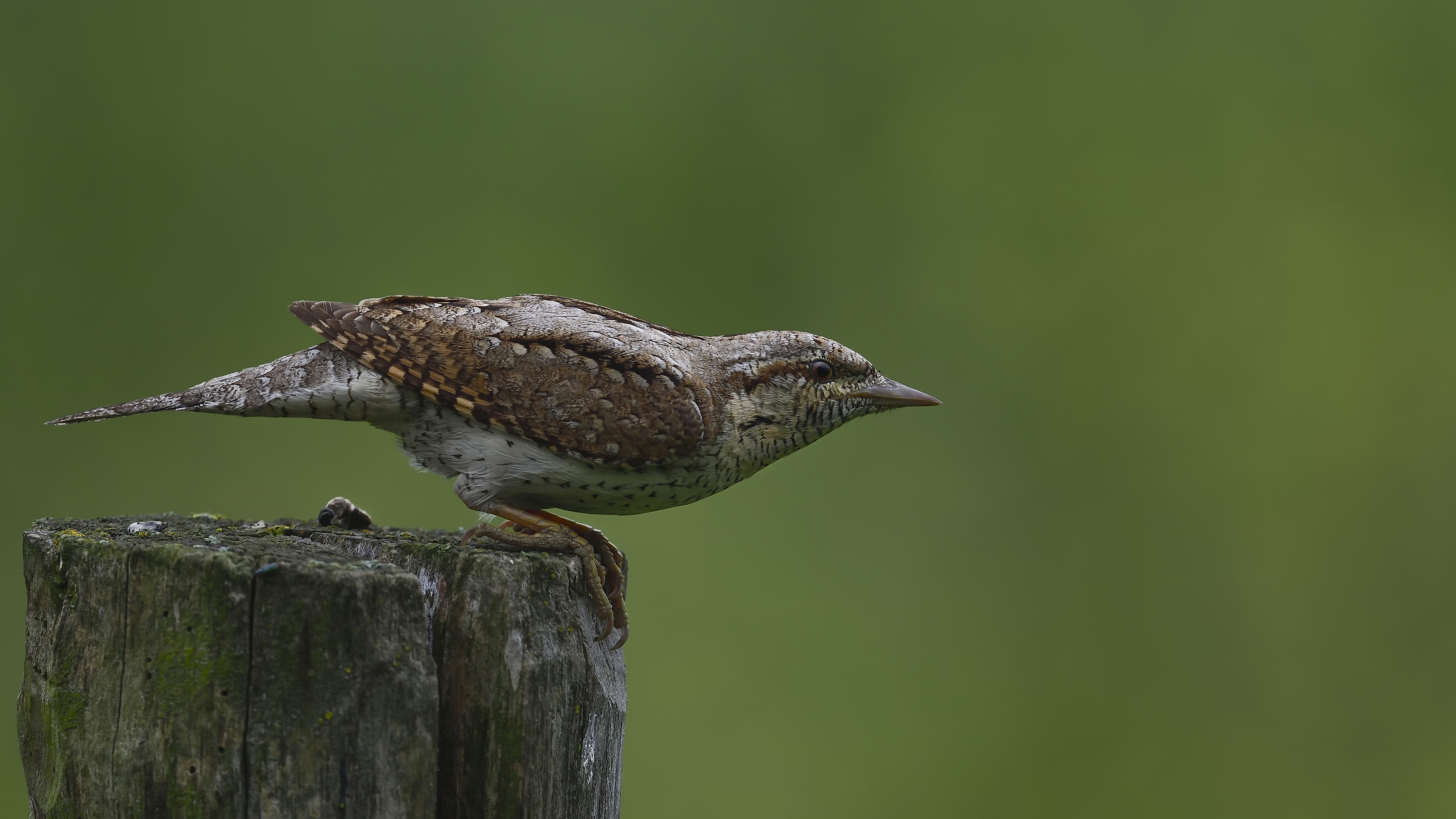 Eurasian Wryneck — Ana fotoğraf