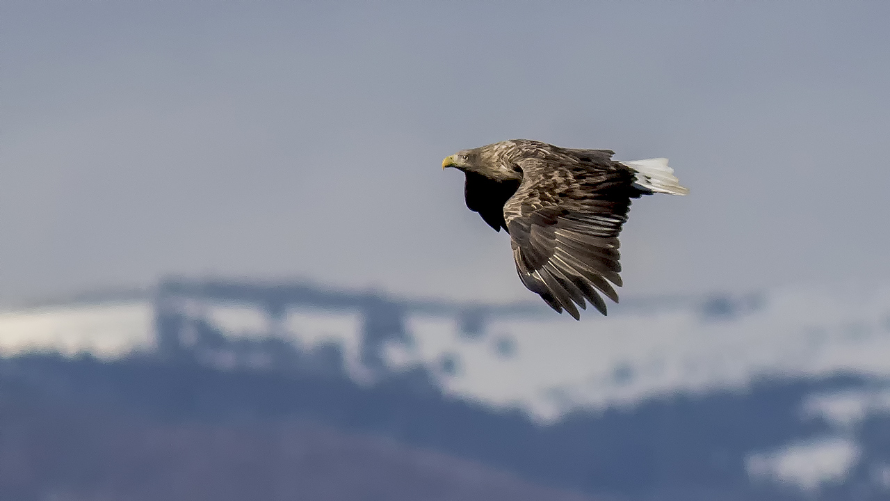 White-tailed Eagle