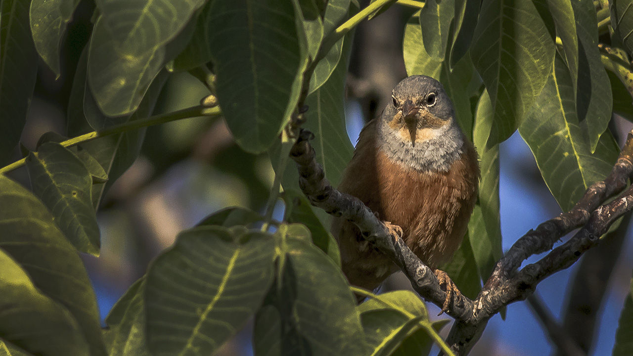 Cretzschmar's Bunting — Ana fotoğraf