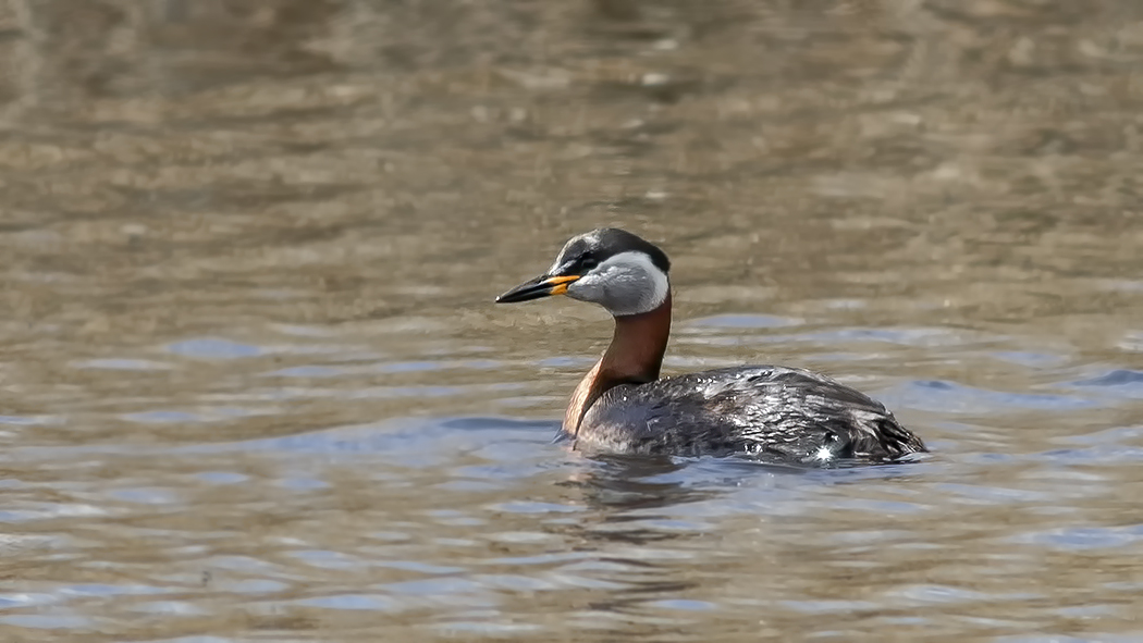 Red-necked Grebe