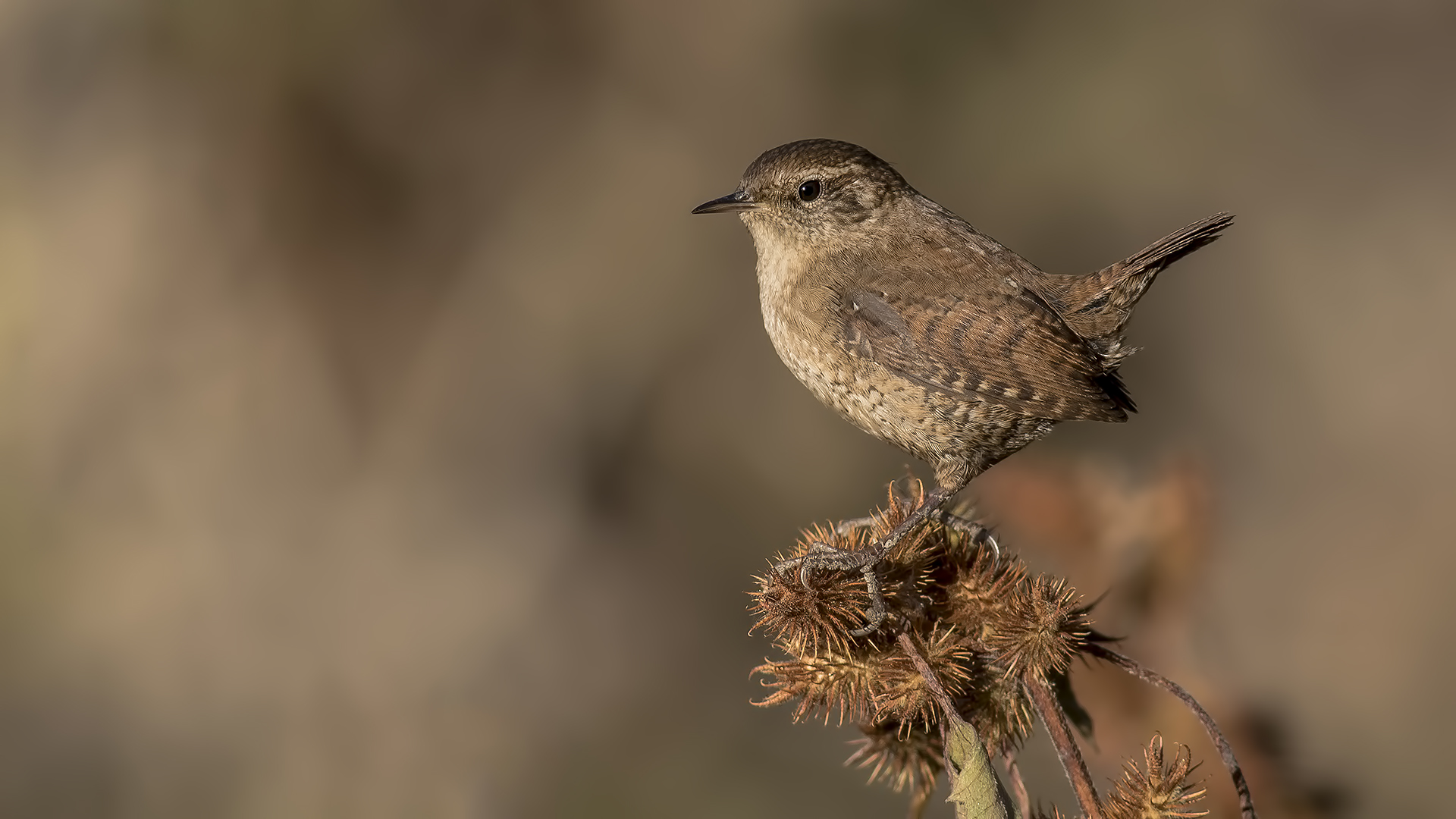 Eurasian Wren