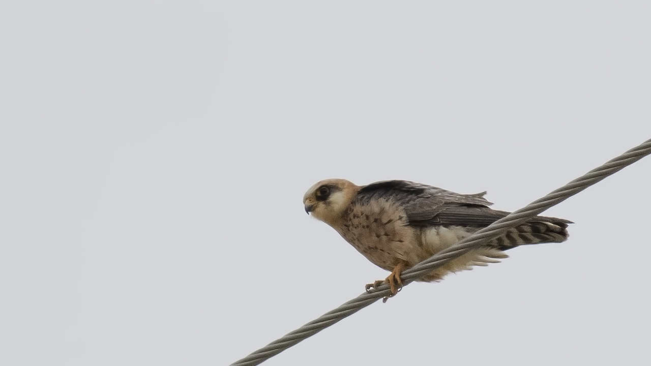 Red-footed Falcon