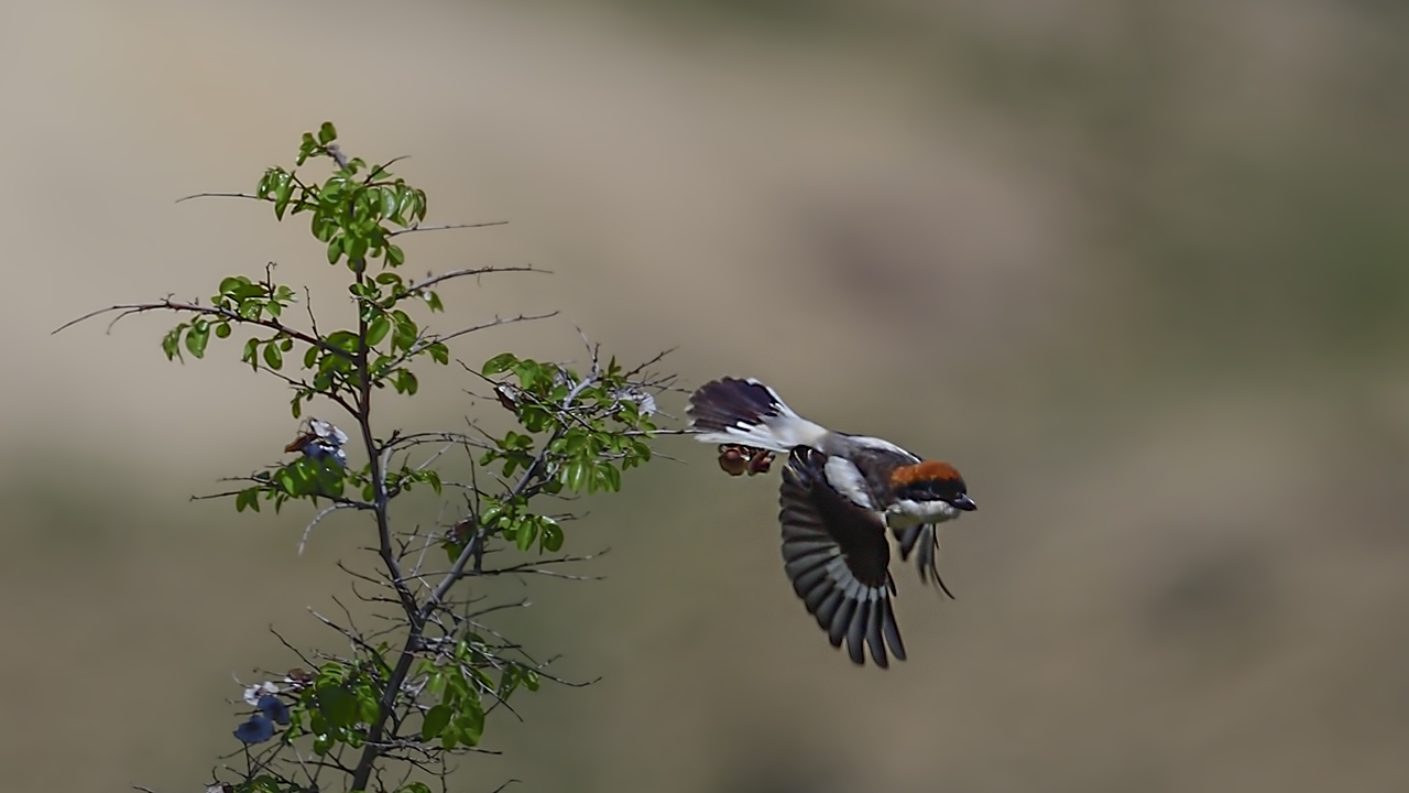 Woodchat Shrike — Ana fotoğraf
