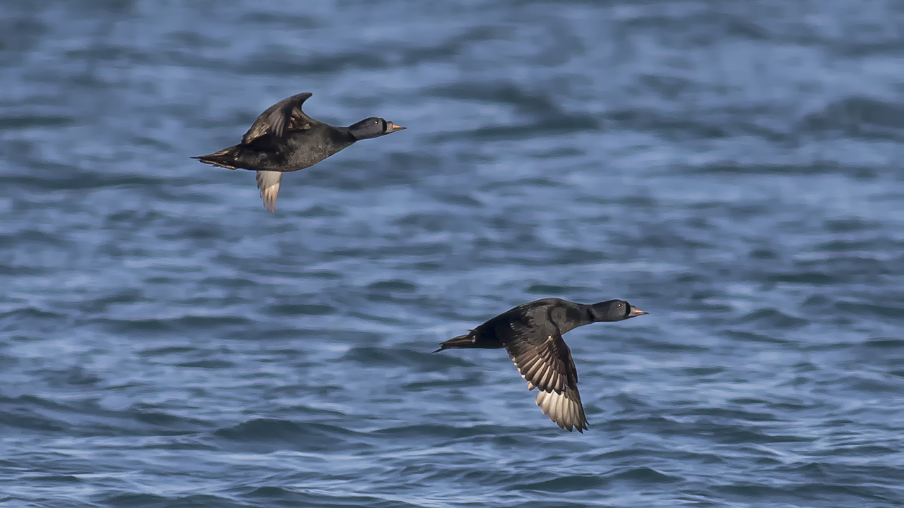 Common Scoter