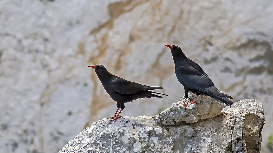 Red-billed Chough