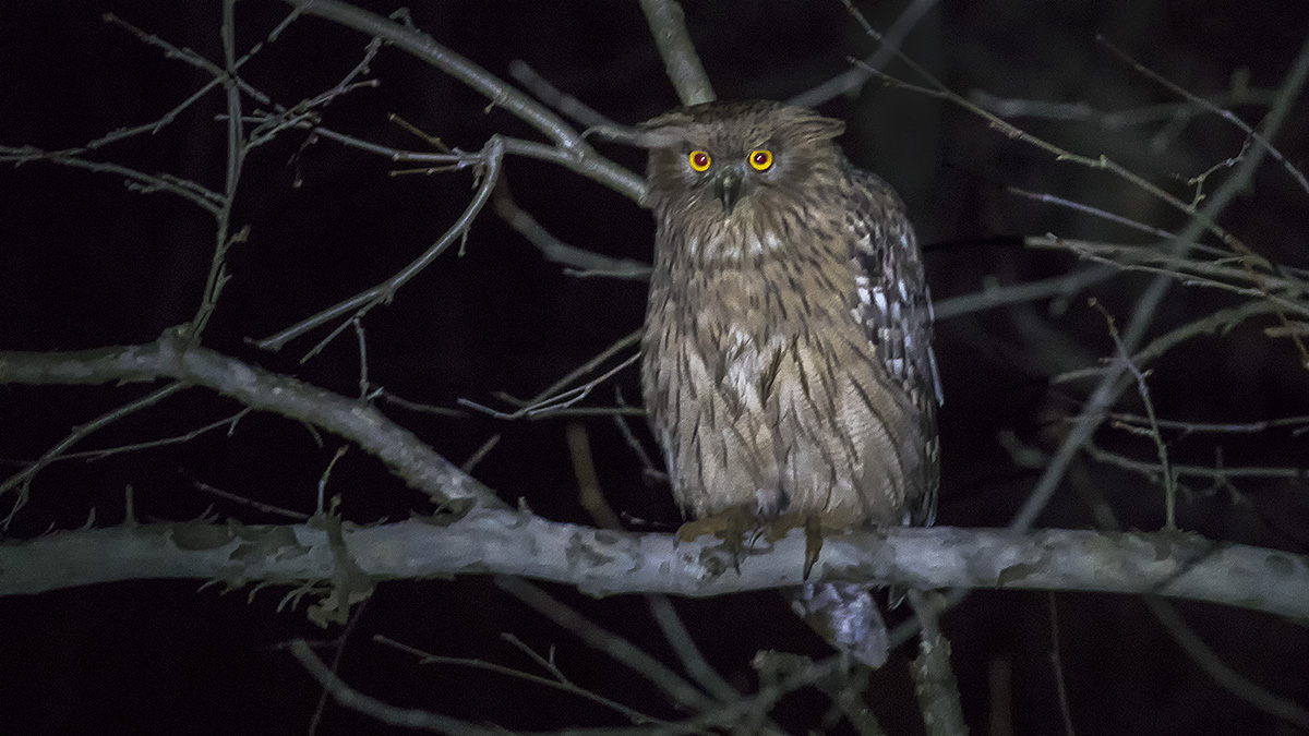 Brown Fish-Owl