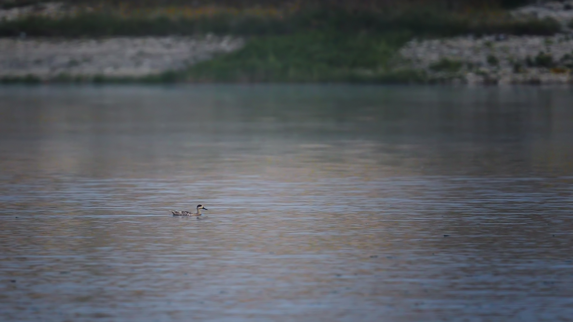 Marbled Teal — Ana fotoğraf