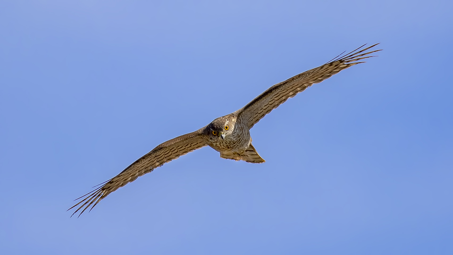 Eurasian Sparrowhawk
