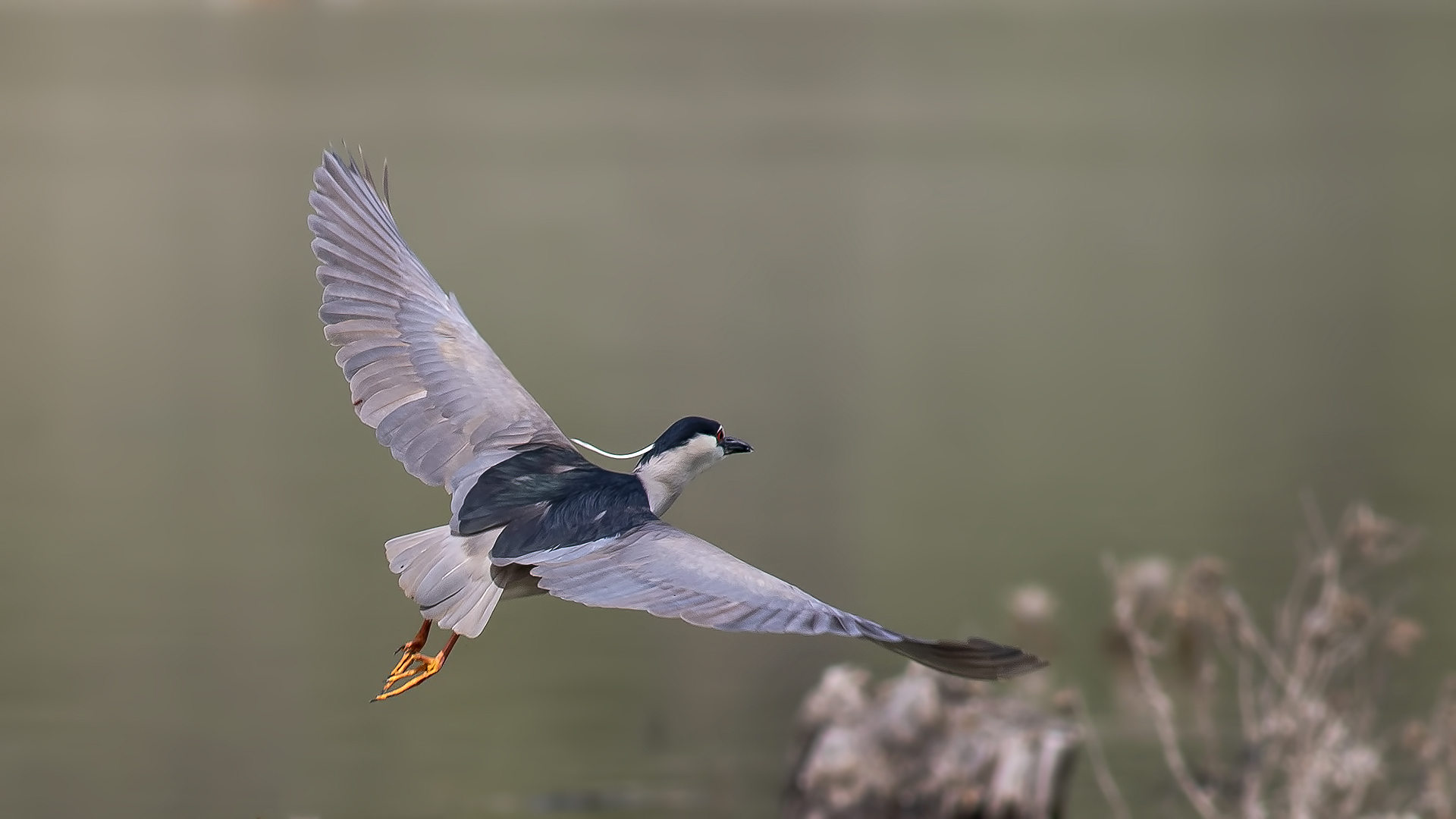 Black-crowned Night-Heron