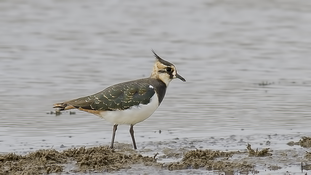 Northern Lapwing