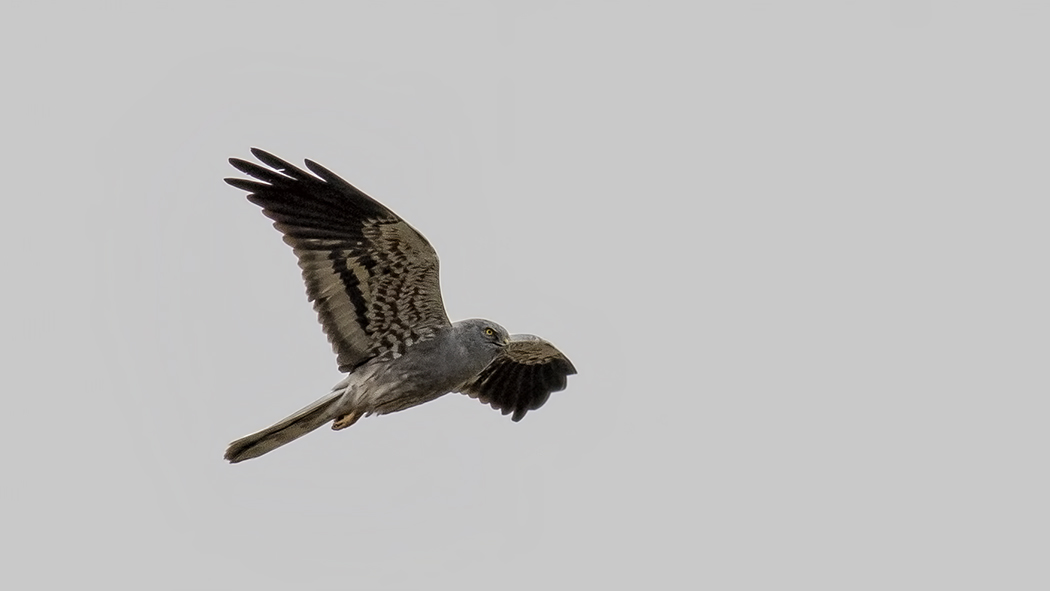 Montagu's Harrier
