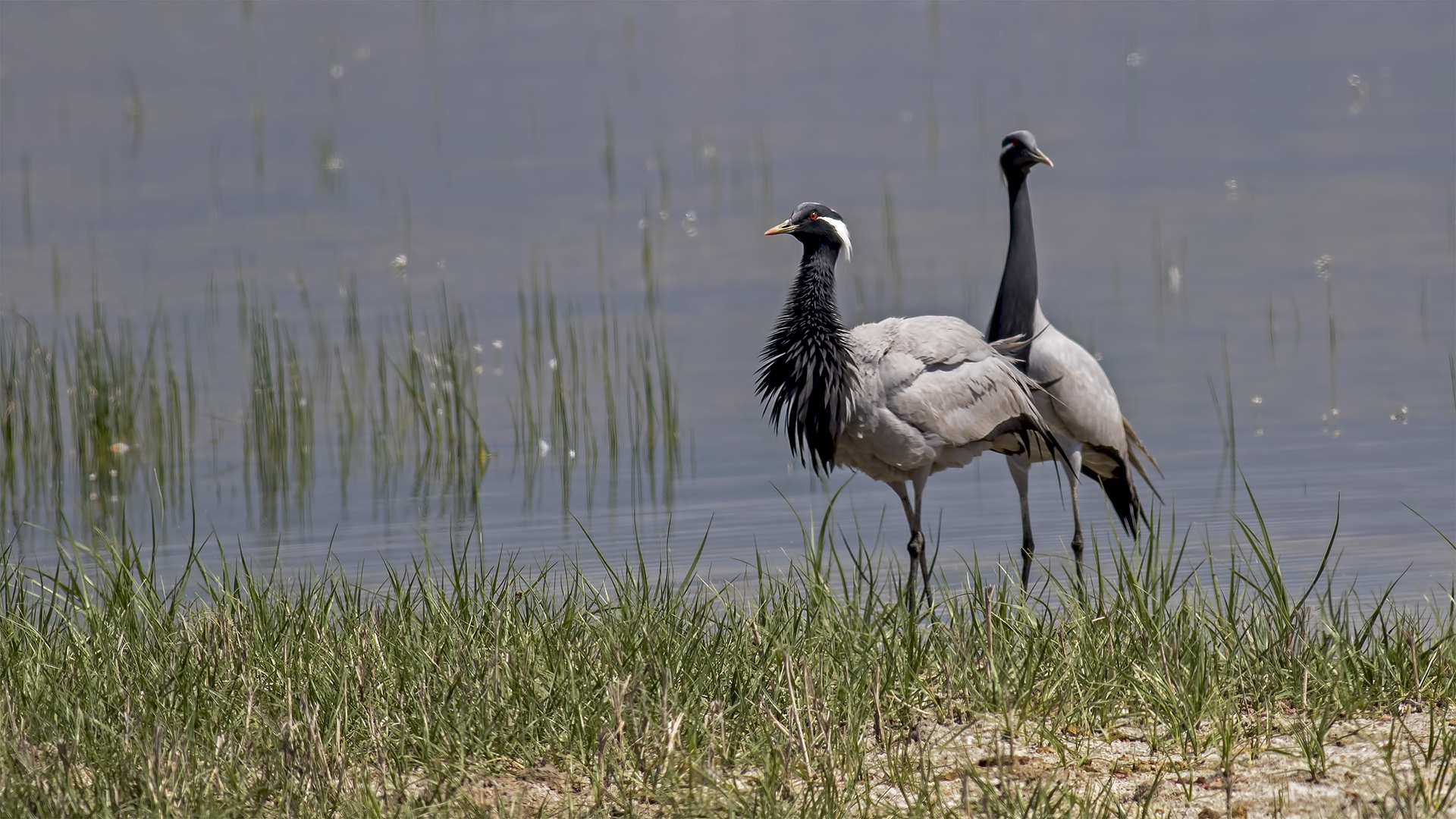 Demoiselle Crane