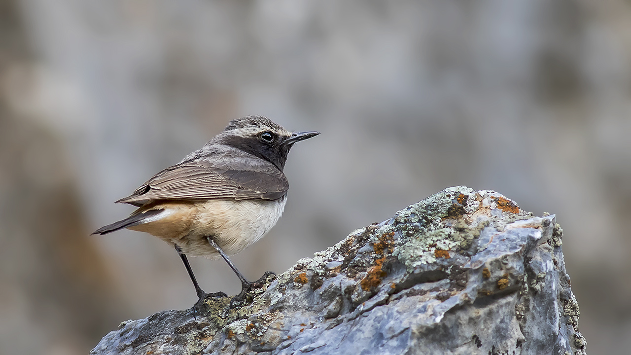 Kurdish Wheatear