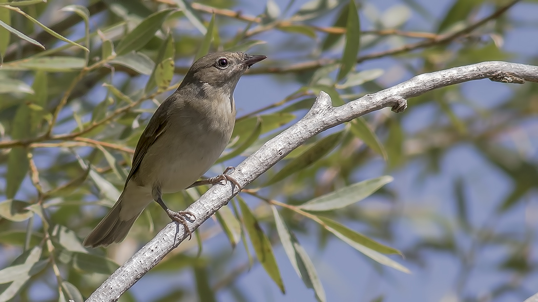 Garden Warbler