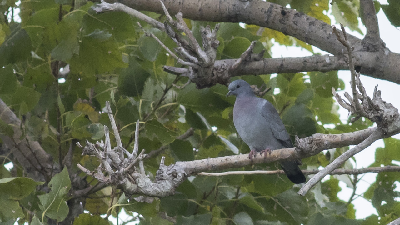 Stock Dove