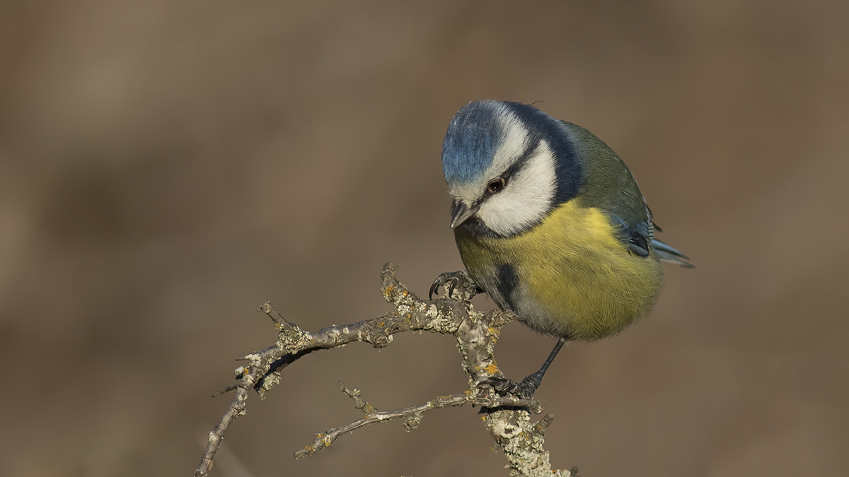 Eurasian Blue Tit