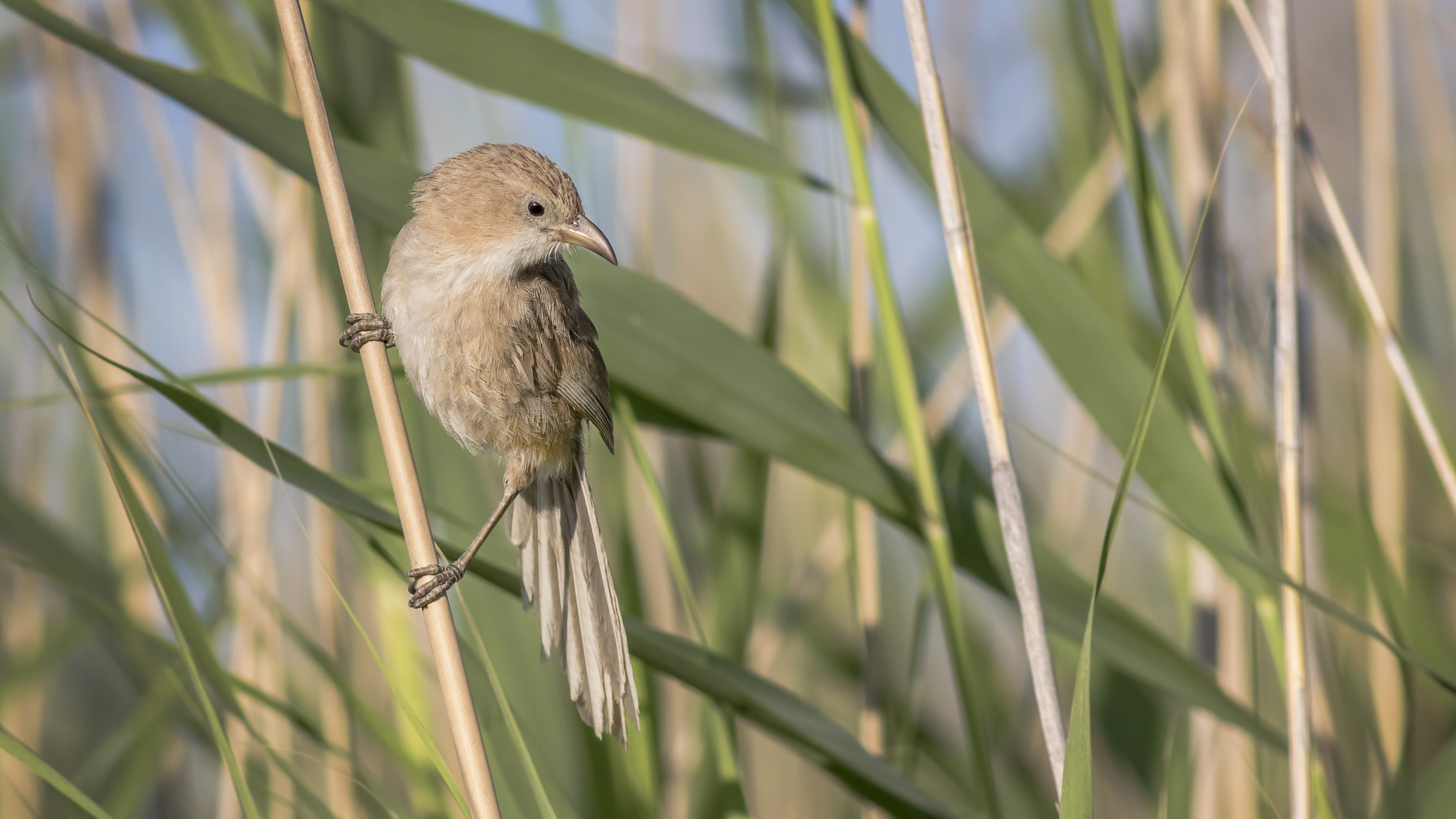 Iraq Babbler