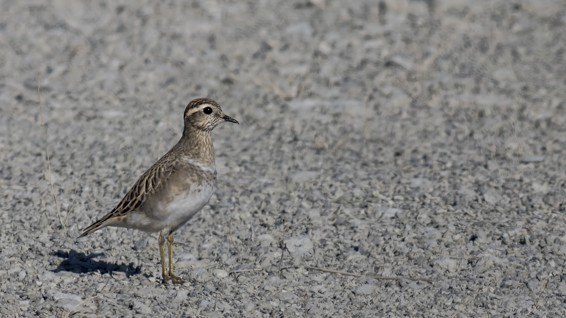 Eurasian Dotterel