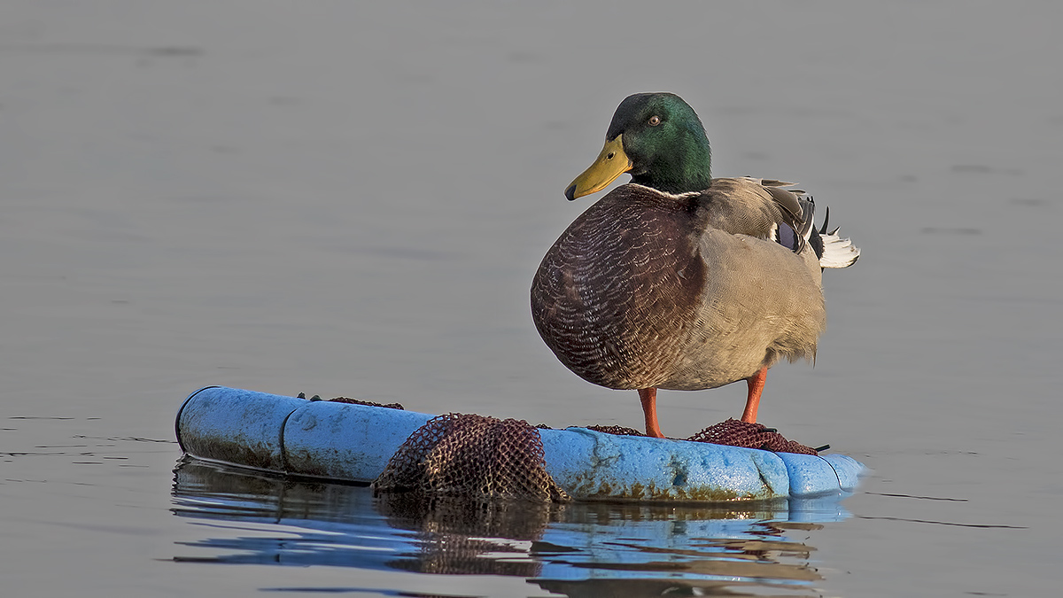 Mallard