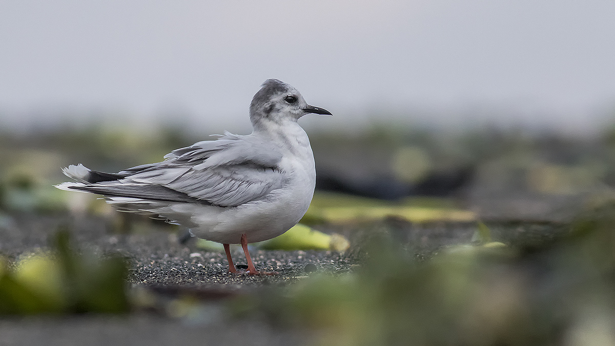 Little Gull — Ana fotoğraf