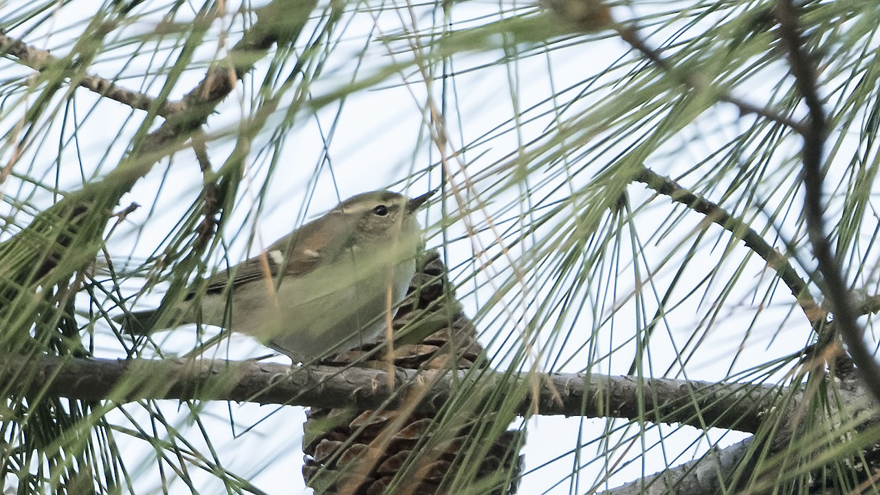 Hume's Warbler — Ana fotoğraf