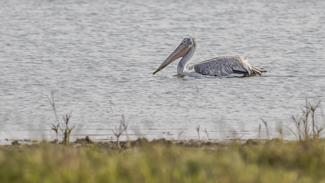 Dalmatian Pelican